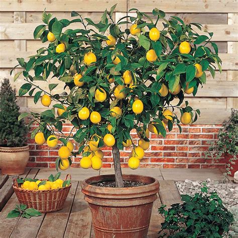 saksıda bodur limon ağacı satın al
